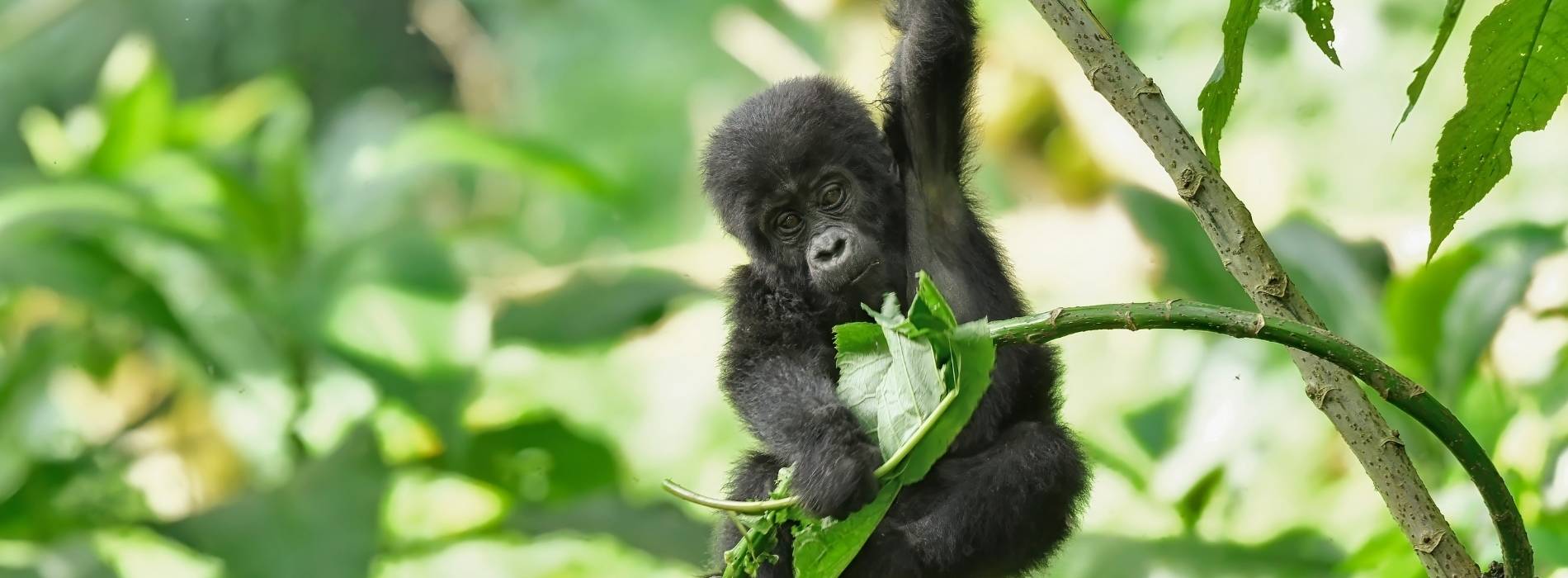 Junger Berggorilla sitzt auf einem Ast im dichten Regenwald in Uganda