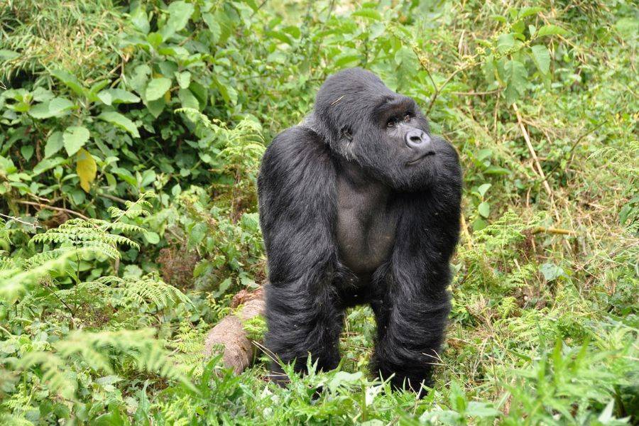 Ein unvergessliches Abenteuer: Urlaub in Ruanda und das faszinierende Erlebnis mit Berggorillas