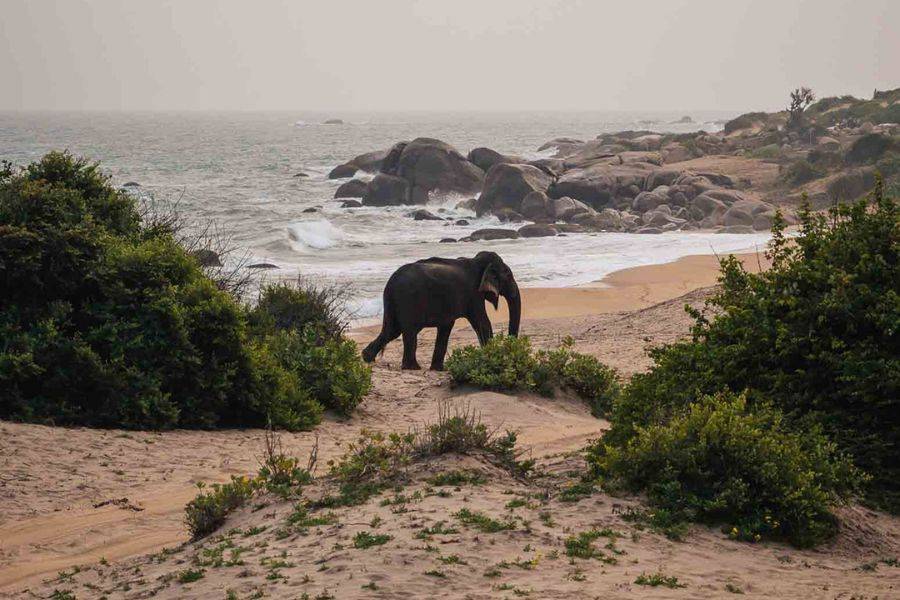 Elefant an der Küste nahe Uga Chena Huts im Süden Sri Lankas.