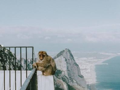 Das Bild zeigt einen Affen, der auf einem Geländer sitzt, mit einem atemberaubenden Blick auf den Felsen von Gibraltar und die Küste im Hintergrund. 