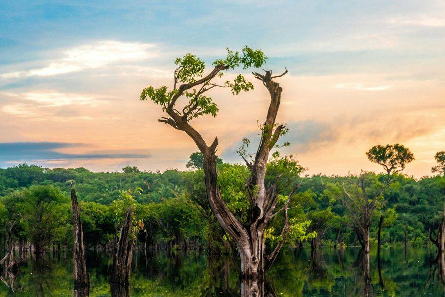 Sonnenuntergang über dem Amazonas-Regenwald mit Baumstämmen im Wasser des Rio Negro – mystische Stimmung in der Wildnis Brasiliens.