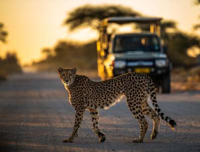 Ein wunderschöner Jaguar streift über den Weg. Hinter ihm sieht man einen parkenden Jeep.