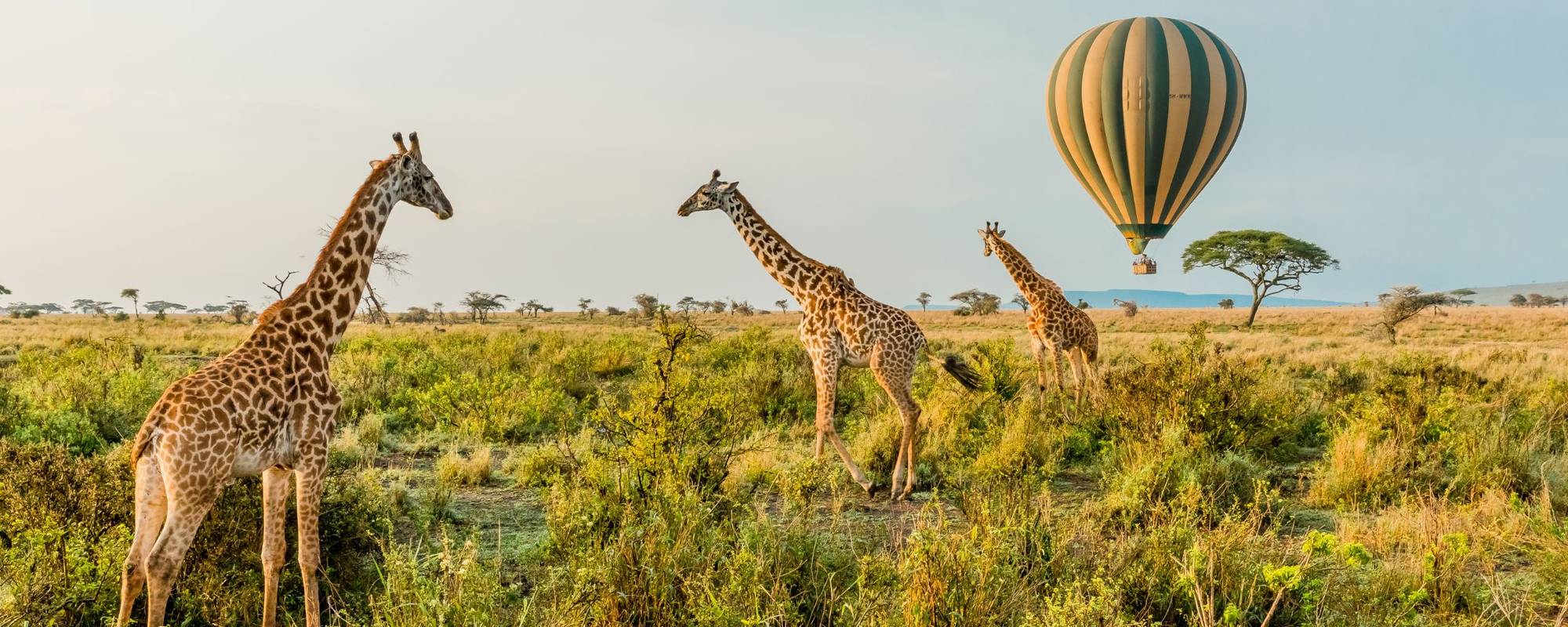 © Rocket K/ iStock