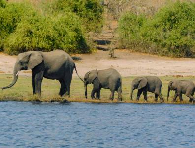 Elefantenmutter mit drei Jungtieren am Ufer des Chobe-Flusses im Chobe-Nationalpark, Botswana.