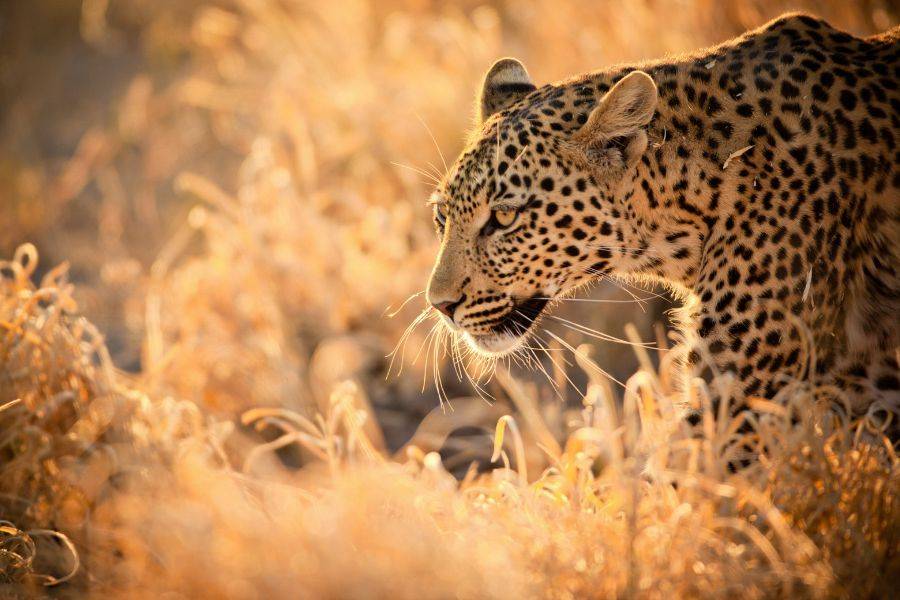 Leopard in freier Wildbahn im südlichen Afrika – Tierbeobachtung auf einer African Explorer Safari