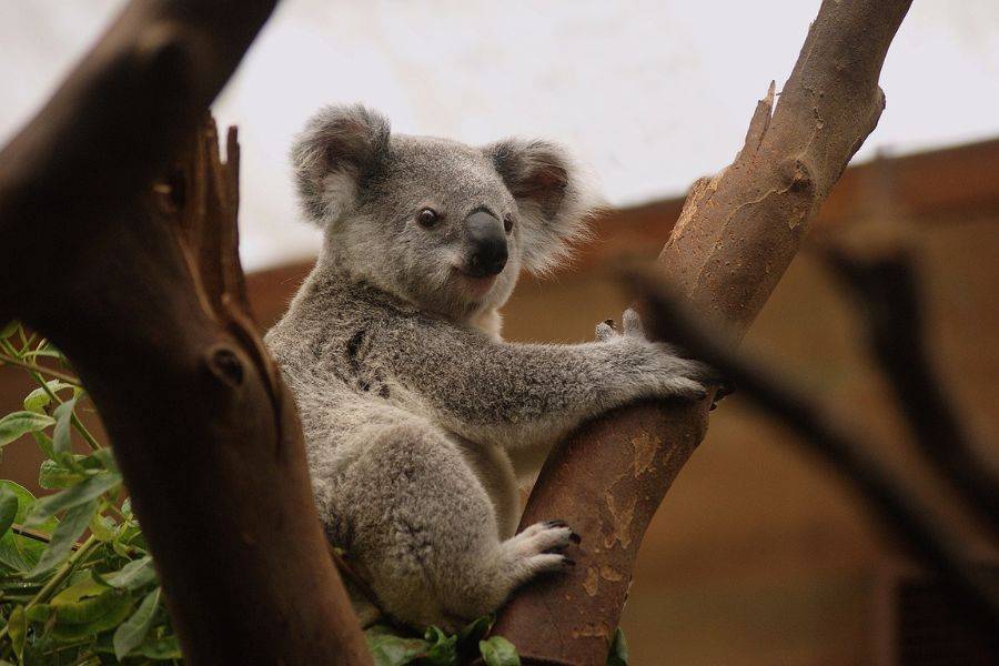 Ein Koala klammert sich entspannt an einen Ast und blickt ruhig in die Kamera. Sein weiches, graues Fell und die flauschigen Ohren verleihen ihm ein niedliches und sanftes Erscheinungsbild. 