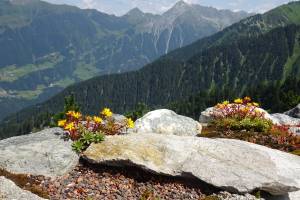 © Österreich Werbung/Marcela Halbwax Wanderung entlang der Zillertaler Alpen