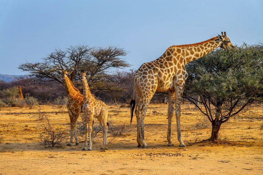 Giraffen in der Savanne Namibias bei einer Safari auf einer Reise mit dem African Explorer