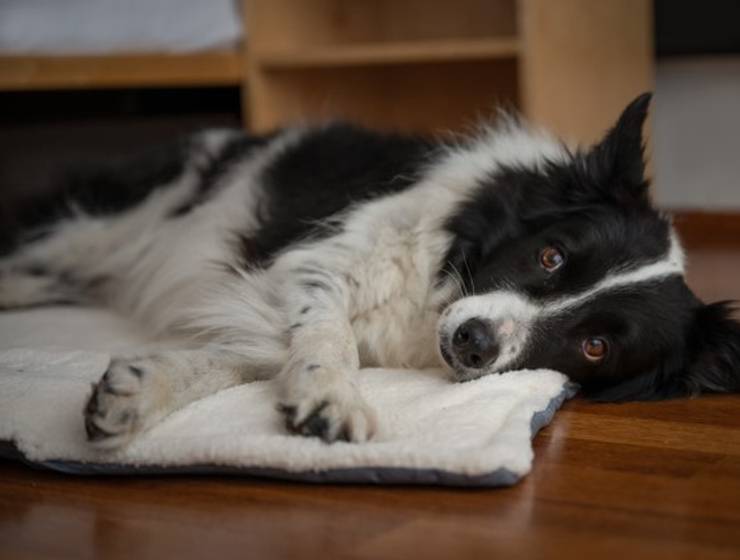 Urlaub mit Hund in Dornbirn