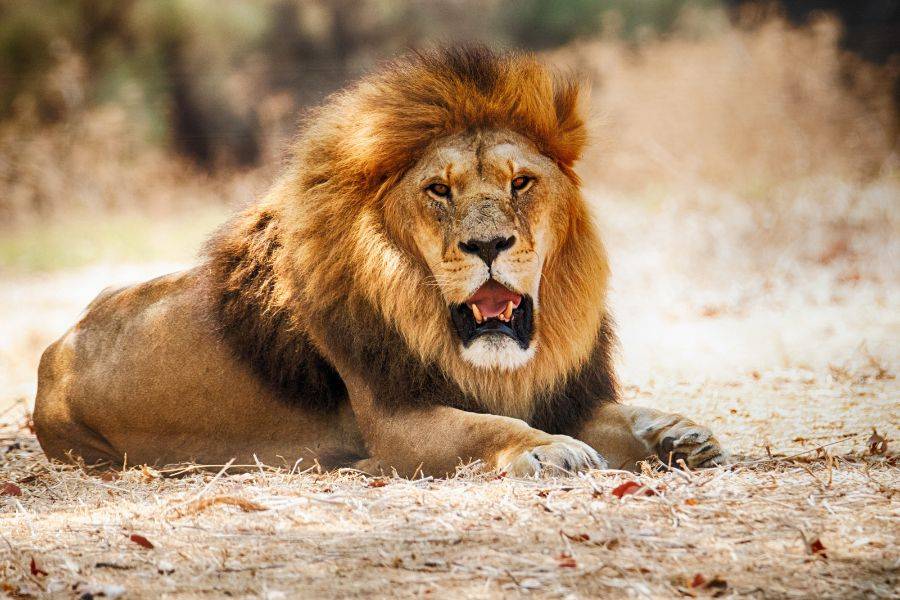 Löwe in der afrikanischen Savanne während einer Safari im südlichen Afrika
