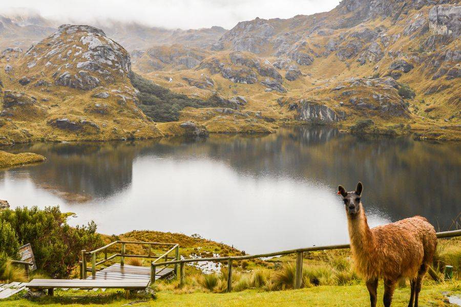 © VERKEHRSBUERO Lama am Ufer eines Bergsees im Nationalpark Cajas, umgeben von Felsen und Nebel.