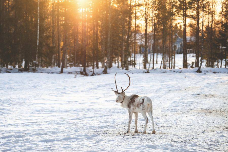 Rentier im Schnee bei Sonnenuntergang in Lappland