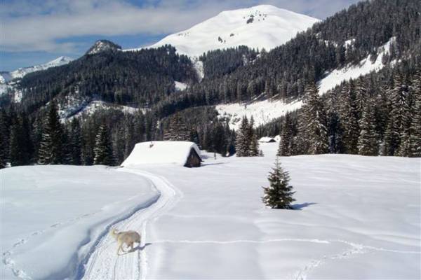 JOS-SBG Postalm Hütte/Hut 6-12 Pers.