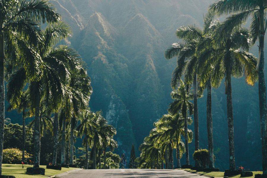 Palmenallee vor der eindrucksvollen Berglandschaft auf Oahu, Hawaii – tropische Szenerie mit grüner Natur und majestätischer Kulisse.