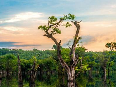 Sonnenuntergang über dem Amazonas-Regenwald mit Baumstämmen im Wasser des Rio Negro – mystische Stimmung in der Wildnis Brasiliens.