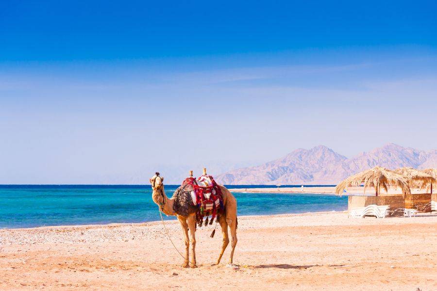 Kamel am ruhigen Strand bei Hurghada mit Blick auf das tiefblaue Meer und das bergige Wüstenpanorama im Hintergrund.