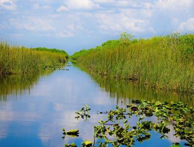 Typische Everglades-Szenerie in Florida mit Wasserlilien, Grasflächen und ruhigem Wasser – Heimat von Alligatoren und exotischer Vogelwelt.