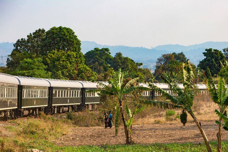 Rovos Rail mit Palmen