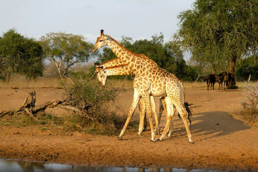 Zwei Giraffen an einer Wasserstelle in Südafrika – klassische Safari-Szene in natürlicher Umgebung mit Savannenlandschaft.