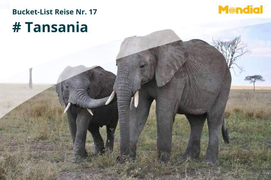Bucket-List Idee #17 – Safaris in Tansania