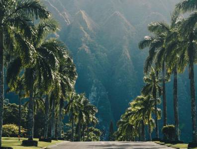 Palmenallee vor der eindrucksvollen Berglandschaft auf Oahu, Hawaii – tropische Szenerie mit grüner Natur und majestätischer Kulisse.