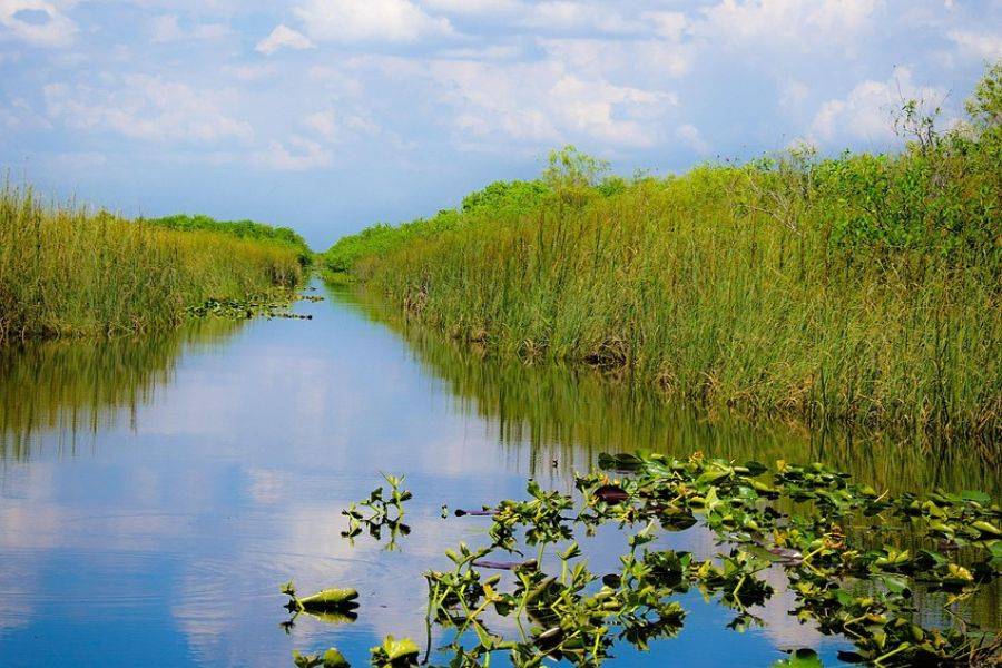 Typische Everglades-Szenerie in Florida mit Wasserlilien, Grasflächen und ruhigem Wasser – Heimat von Alligatoren und exotischer Vogelwelt.