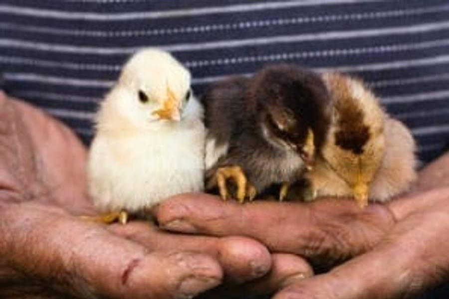 Gackerndes Glück – Mondial verschenkt Hühner für den guten Zweck