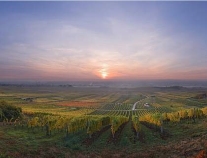 Genussreise Wienerwald - ab Düsseldorf