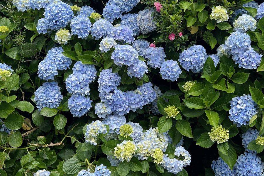 © privat Dichte Büsche mit üppigen blauen und wenigen rosa Hortensienblüten, umgeben von grünem Blattwerk.