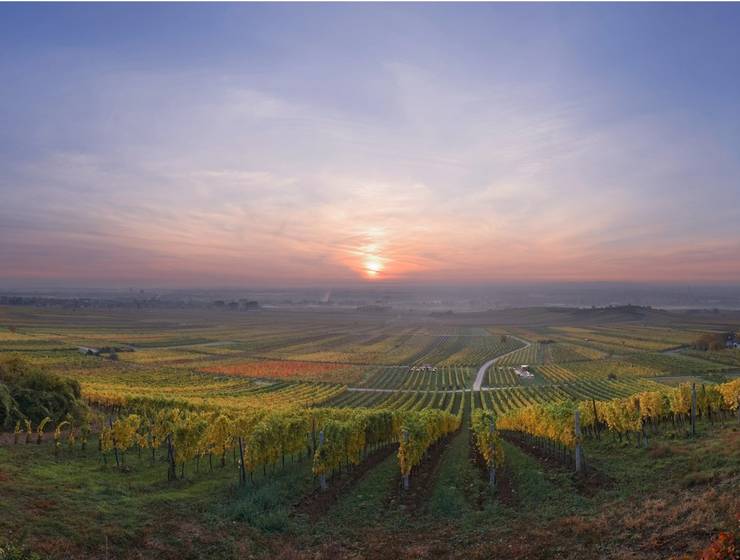 Genussreise Wienerwald - ab Düsseldorf