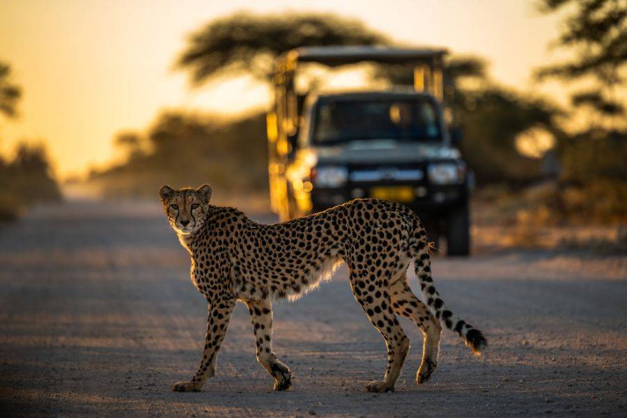 Ein wunderschöner Jaguar streift über den Weg. Hinter ihm sieht man einen parkenden Jeep.