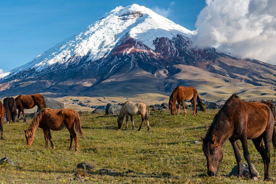 Wildpferde vor schneebedeckten Bergen im Cotopaxi-Nationalpark