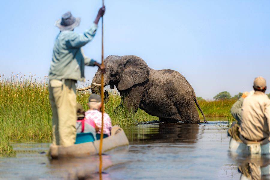 Fluss-Safari mit Elefant im Wasser