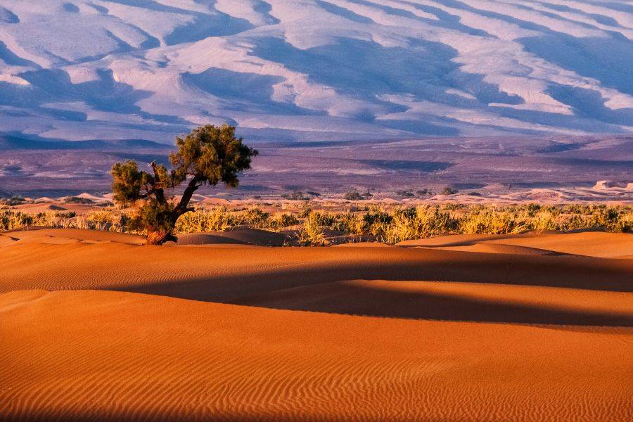 Einzelner Baum inmitten goldener Sanddünen bei Sonnenaufgang – eindrucksvolle Wüstenszenerie im südlichen Afrika.