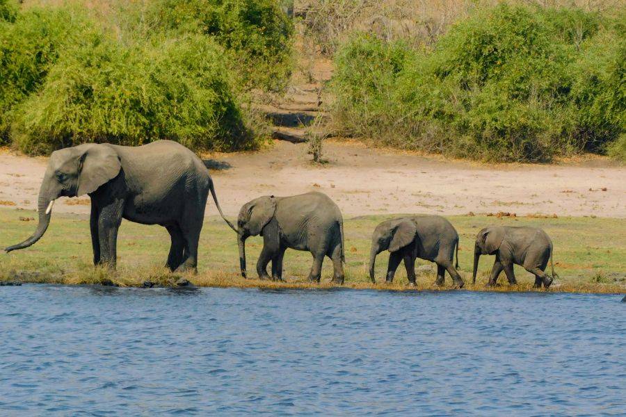 Elefantenmutter mit drei Jungtieren am Ufer des Chobe-Flusses im Chobe-Nationalpark, Botswana.