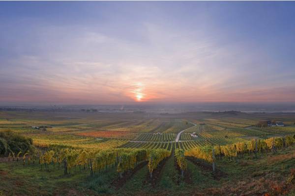 Genussreise Wienerwald - ab Düsseldorf