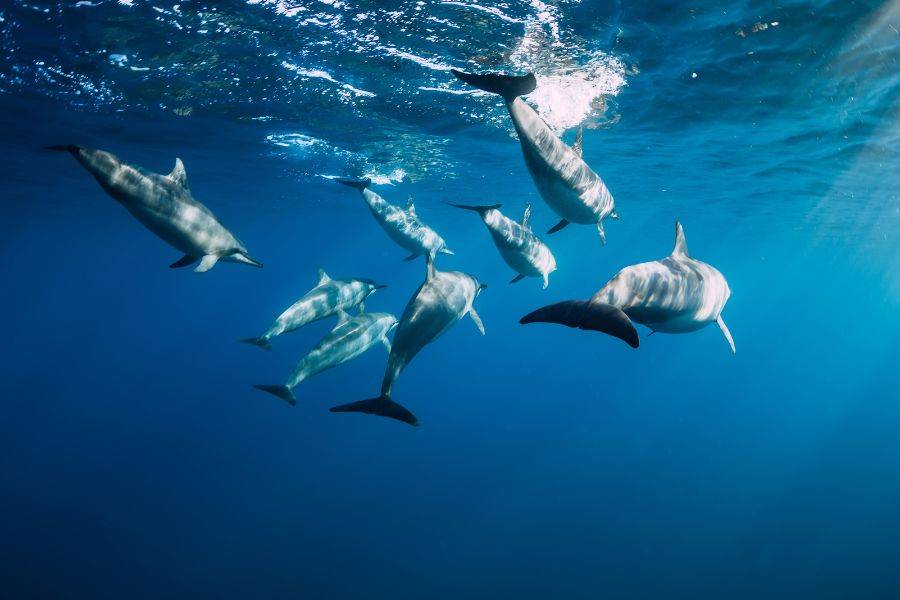Gruppe von Delfinen schwimmt unter Wasser im klaren Blau des Indischen Ozeans – beliebte Attraktion bei Ausflügen rund um Mauritius.