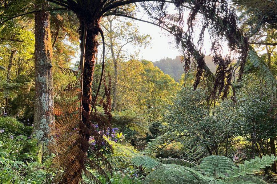 Tropischer Wald mit einem großen Baumfarn im Vordergrund und Sonnenlicht, das durch das dichte Blätterdach scheint.