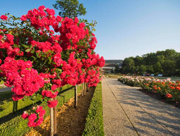 Rose Days Package