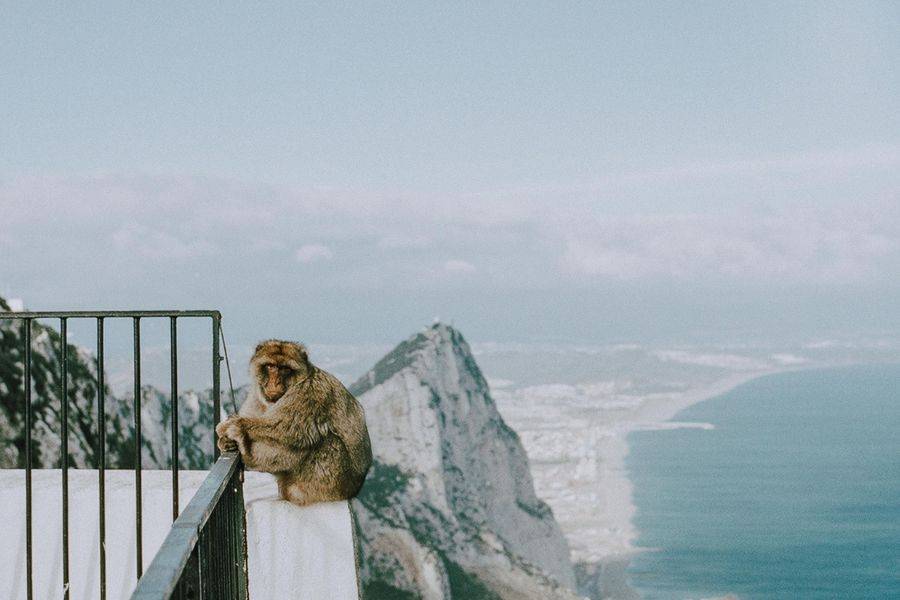 Das Bild zeigt einen Affen, der auf einem Geländer sitzt, mit einem atemberaubenden Blick auf den Felsen von Gibraltar und die Küste im Hintergrund. 