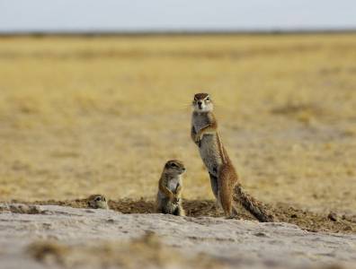 Erdmännchen-Kolonie in der Kalahari-Wüste – neugierige Tiere vor trockener Steppe, typisch für Safaris im südlichen Afrika.