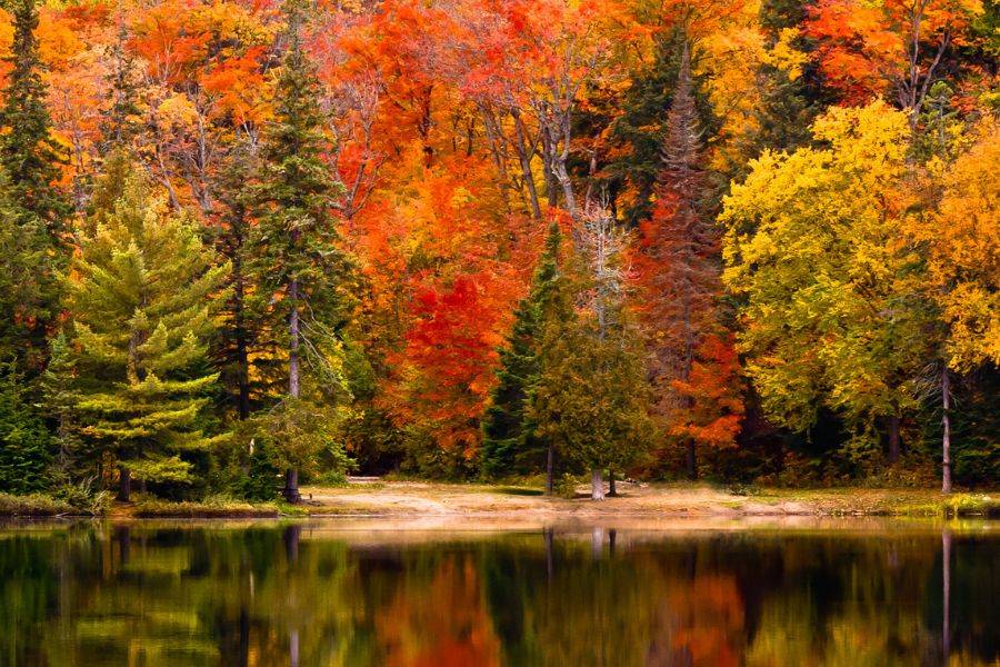 Eine bunte Herbstlandschaft in einem Wald in Kanada.