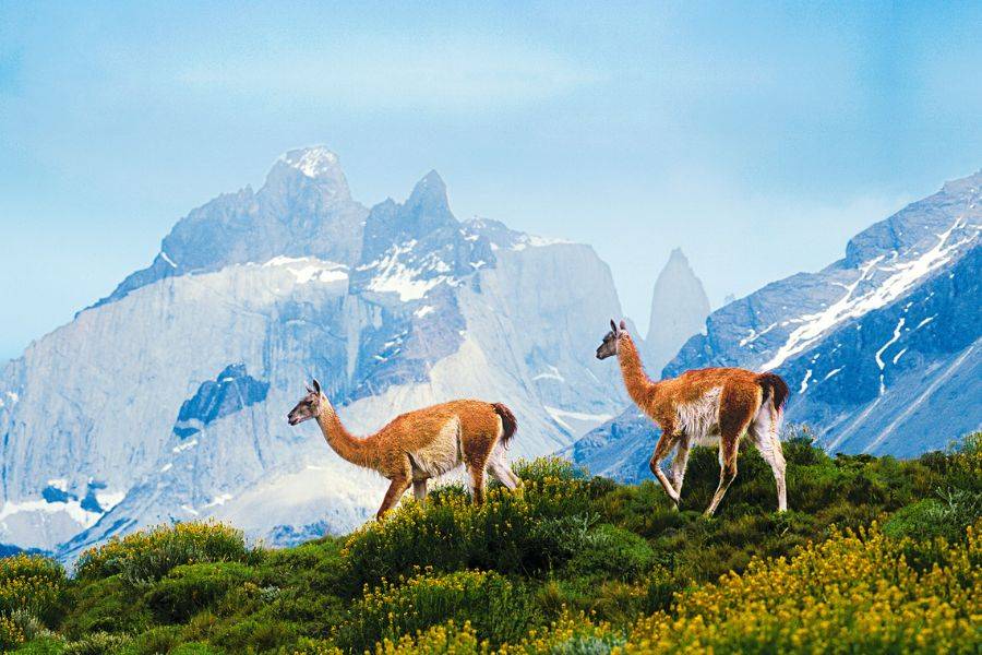 Zwei Guanakos stehen in der patagonischen Berglandschaft vor schneebedeckten Gipfeln