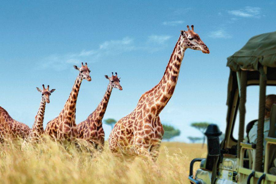 Giraffen ziehen durch die afrikanische Savanne neben einem Safari-Fahrzeug