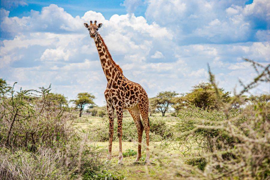 Eine Giraffe in der Steppe.