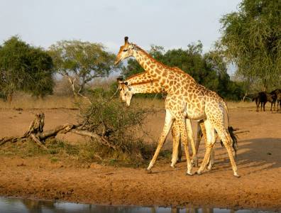 Zwei Giraffen an einer Wasserstelle in Südafrika – klassische Safari-Szene in natürlicher Umgebung mit Savannenlandschaft.