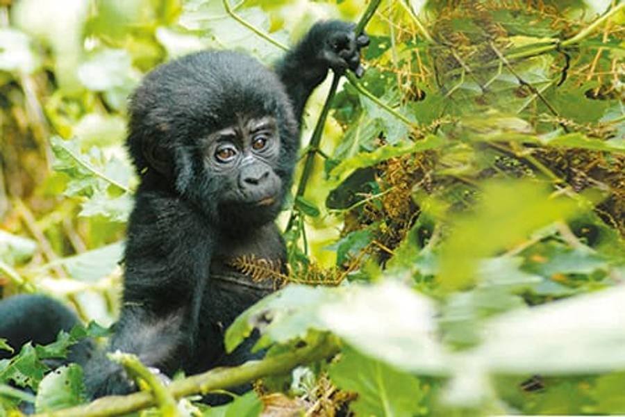 Uganda – Meet the Gorilla!