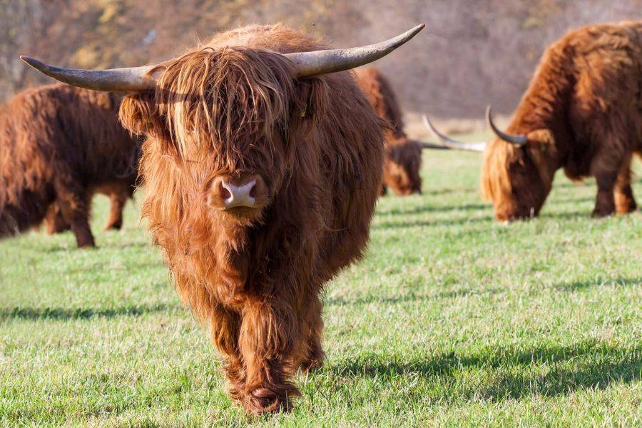 Eine schottische Hochlandkuh mit langem, zotteligem Fell und imposanten Hörnern steht auf einer grünen Wiese. Ihr dichtes, rostbraunes Fell fällt ihr über die Augen, während im Hintergrund weitere Kühe friedlich grasen. 
