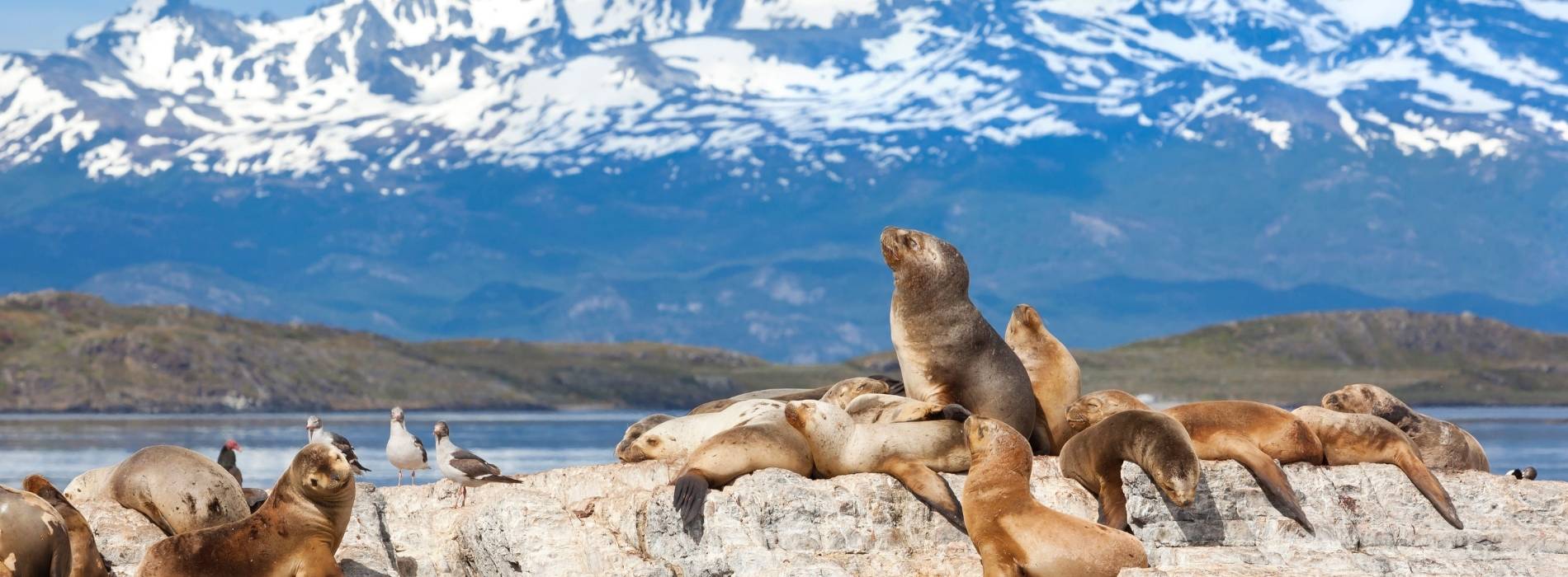 Seelöwen an der patagonischen Küste vor schneebedeckten Anden in Chile/Argentinien