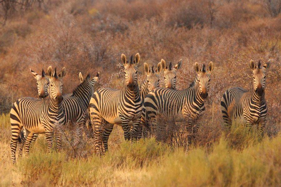 Mehrere Zebras in der Steppe.